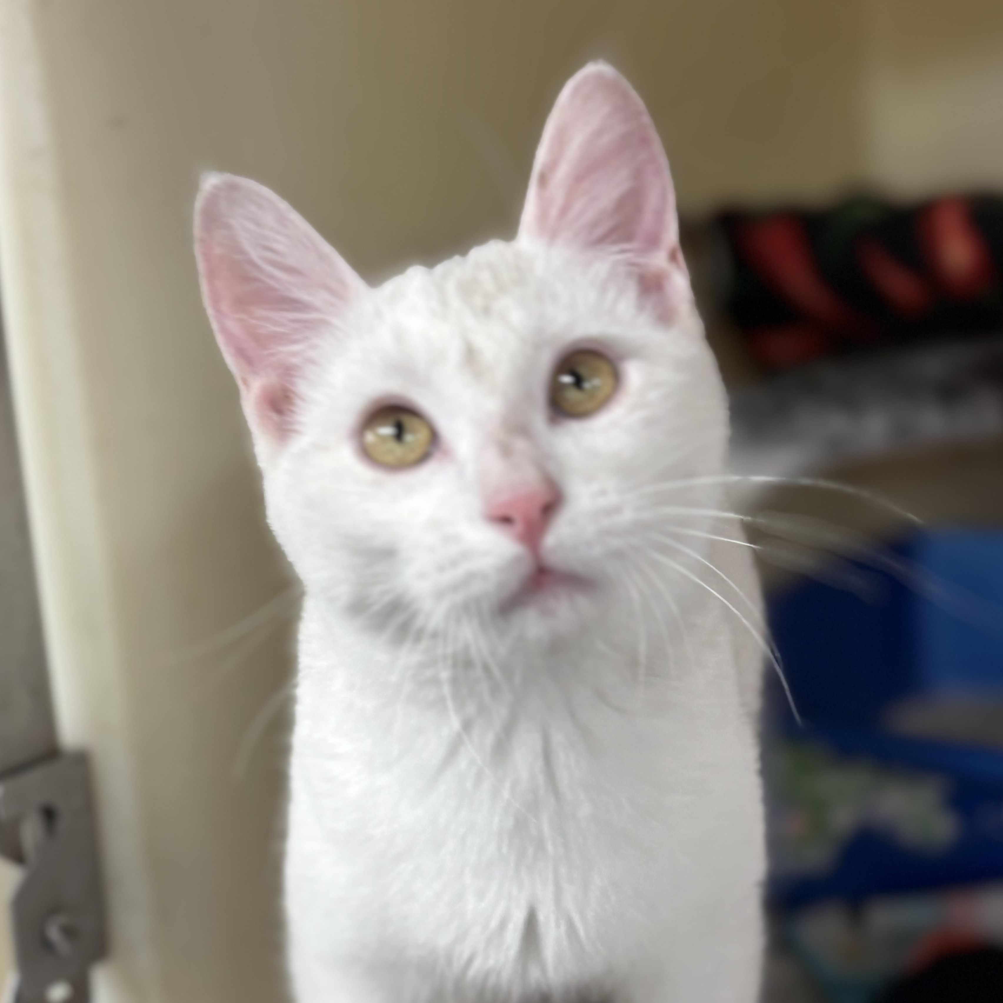 Enlarge Mouse , a ADOPTABLE mixed breed in Charles City, IA image 3/5