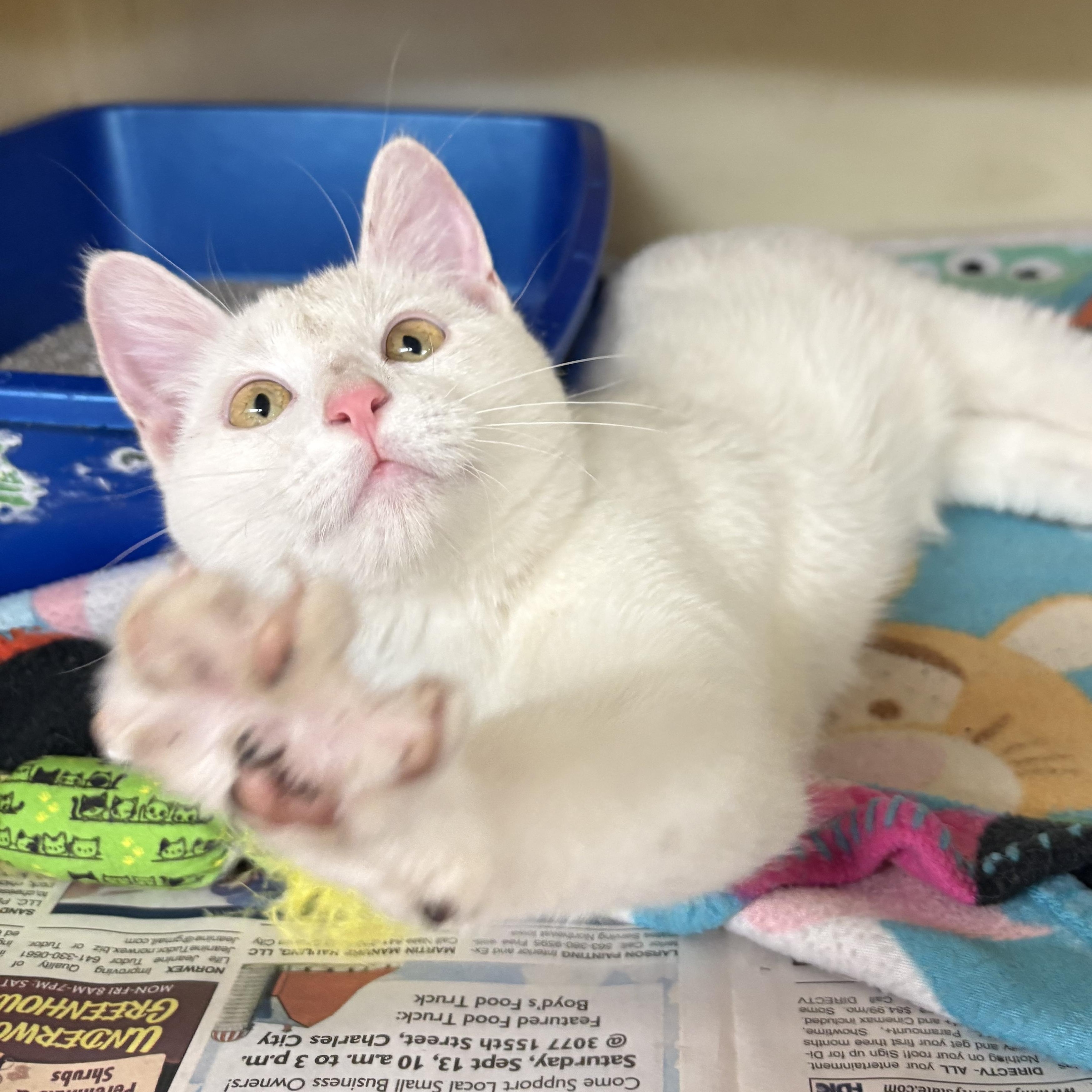 Enlarge Mouse , a ADOPTABLE mixed breed in Charles City, IA image 2/5