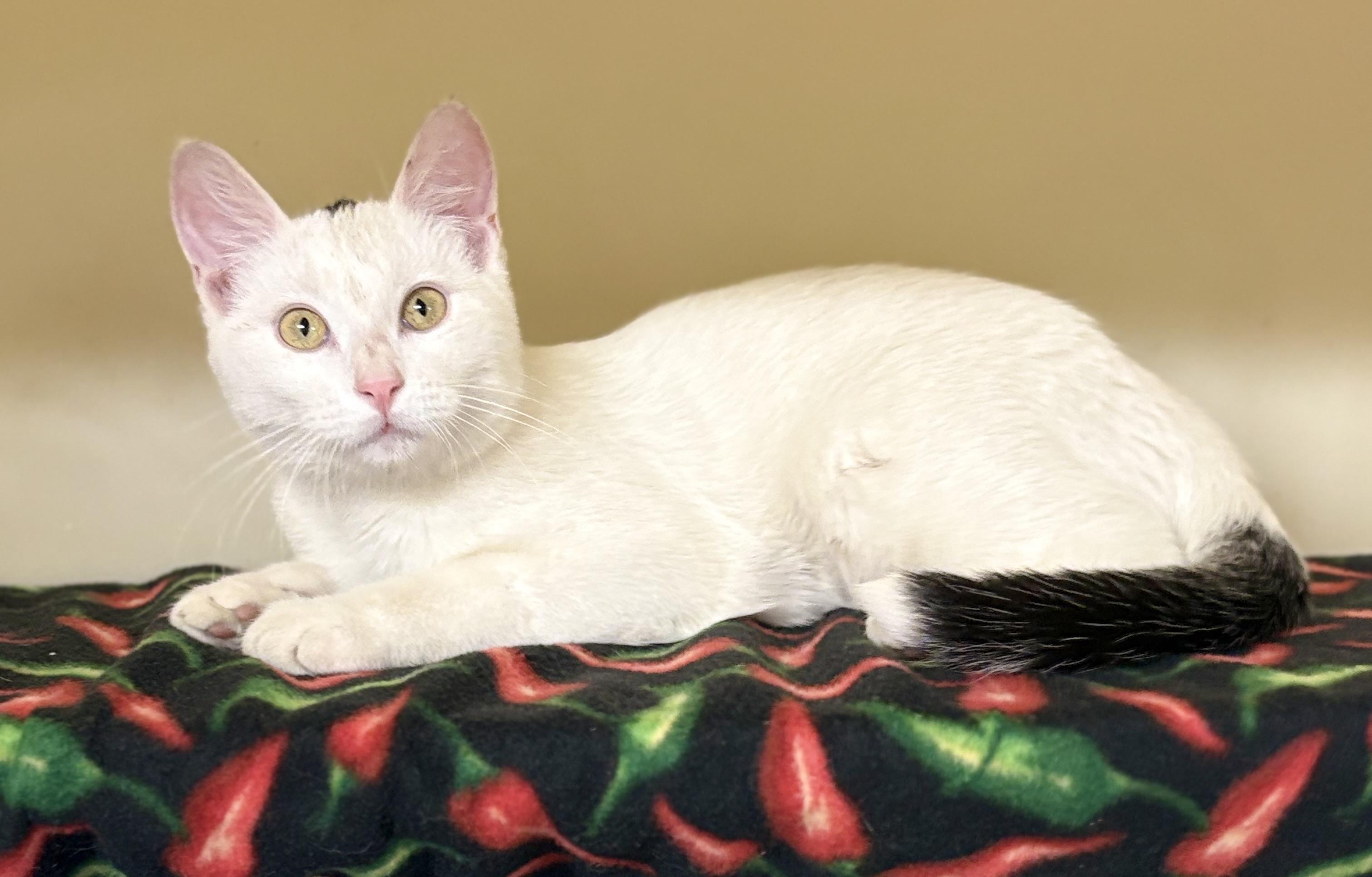 Enlarge Mouse , a ADOPTABLE mixed breed in Charles City, IA image 5/5