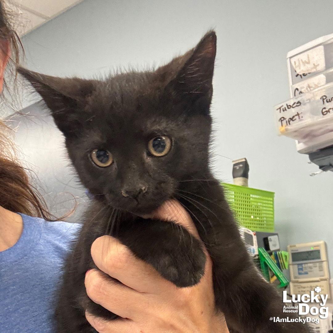 Enlarge Zekeial, a Adoptable Domestic Short Hair in Washington, DC image 1/3