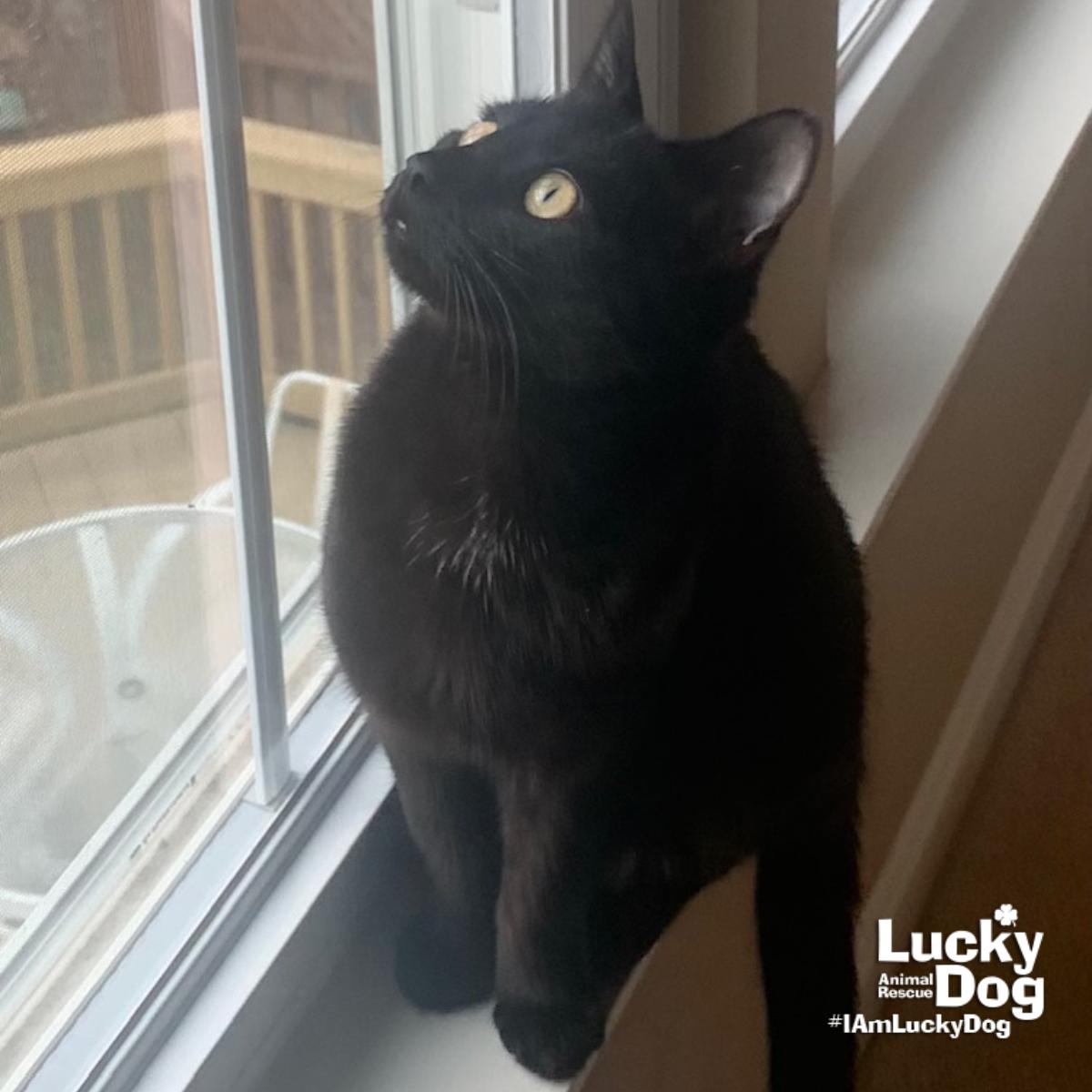 Zekeial, Adoptable, Young Male Domestic Short Hair.