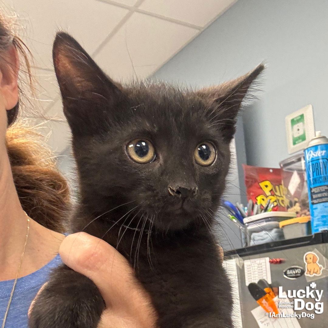 Enlarge Zekeial, a Adoptable Domestic Short Hair in Washington, DC image 3/3