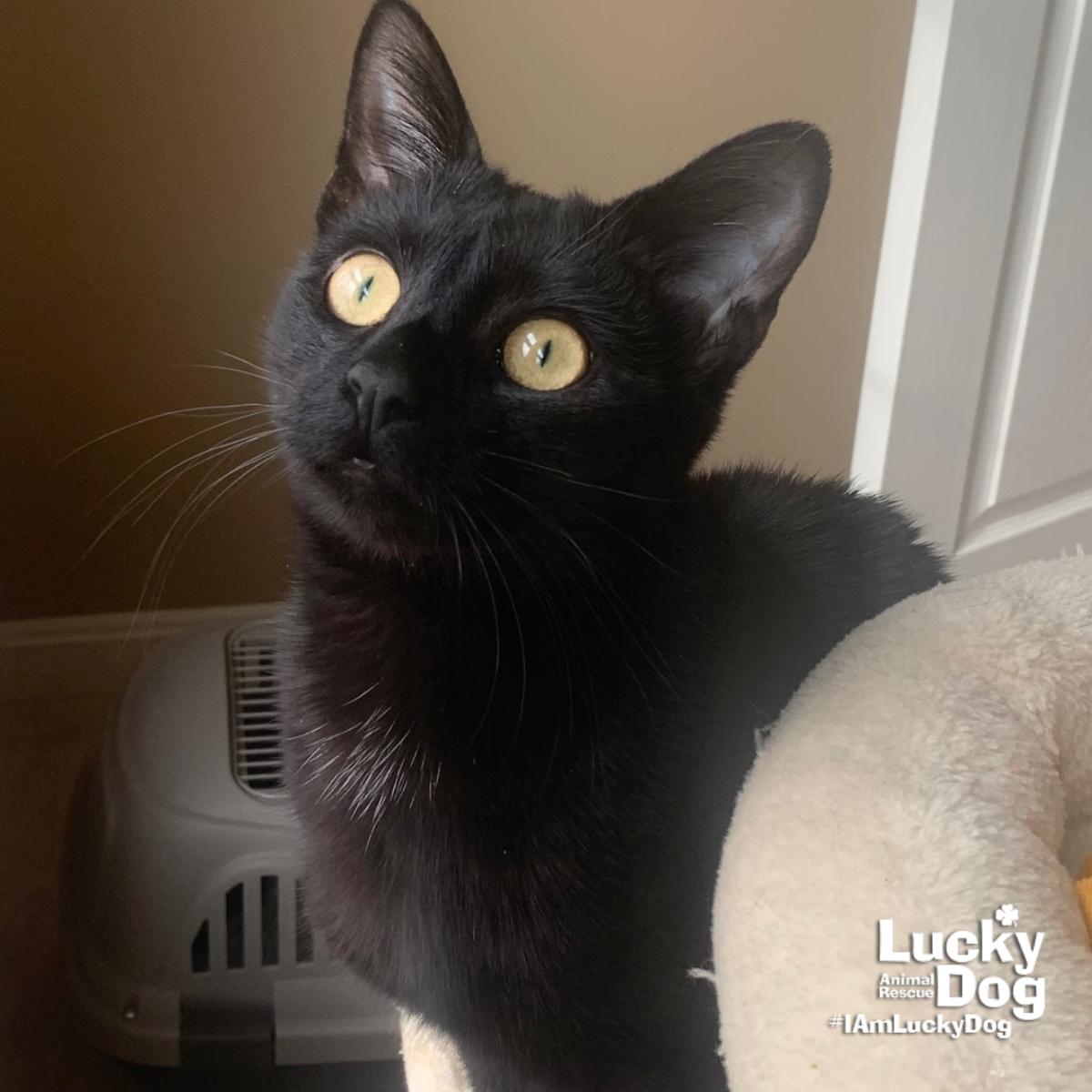 Enlarge Zekeial, a Adoptable Domestic Short Hair in Washington, DC image 2/3