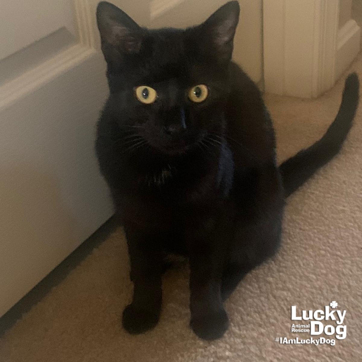 Enlarge Zekeial, a Adoptable Domestic Short Hair in Washington, DC image 3/3