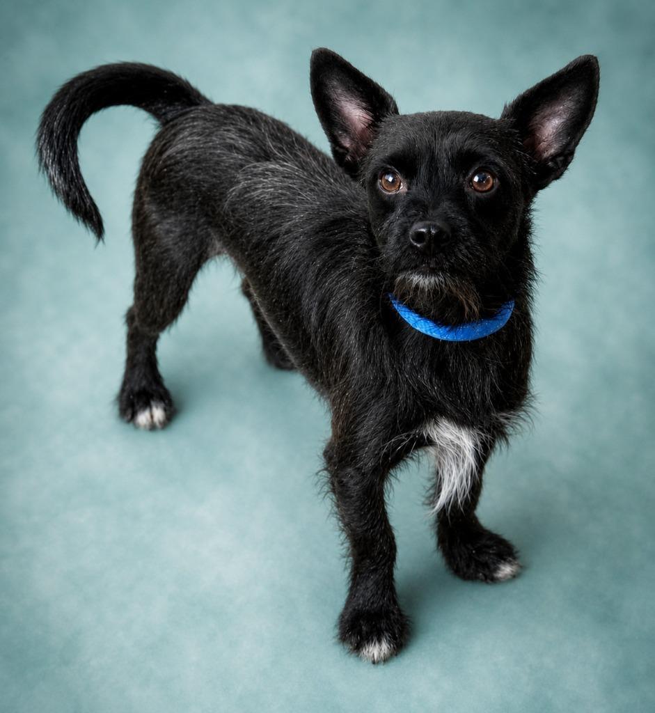Bark Vader, Adopted, Young Male Chihuahua & Scottish Terrier.