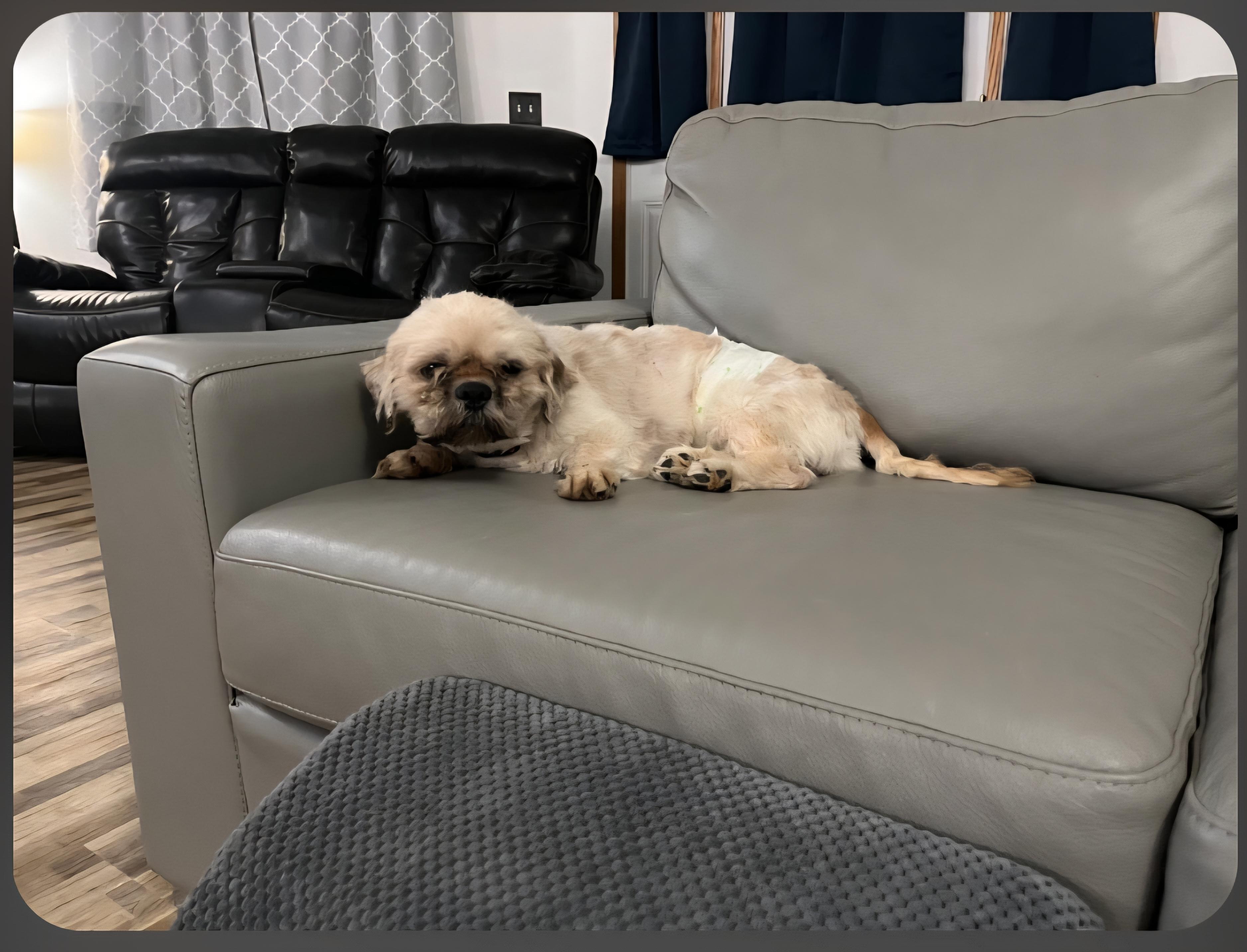 Enlarge Murphy, a ADOPTABLE mixed breed in Jamestown, ND image 4/4