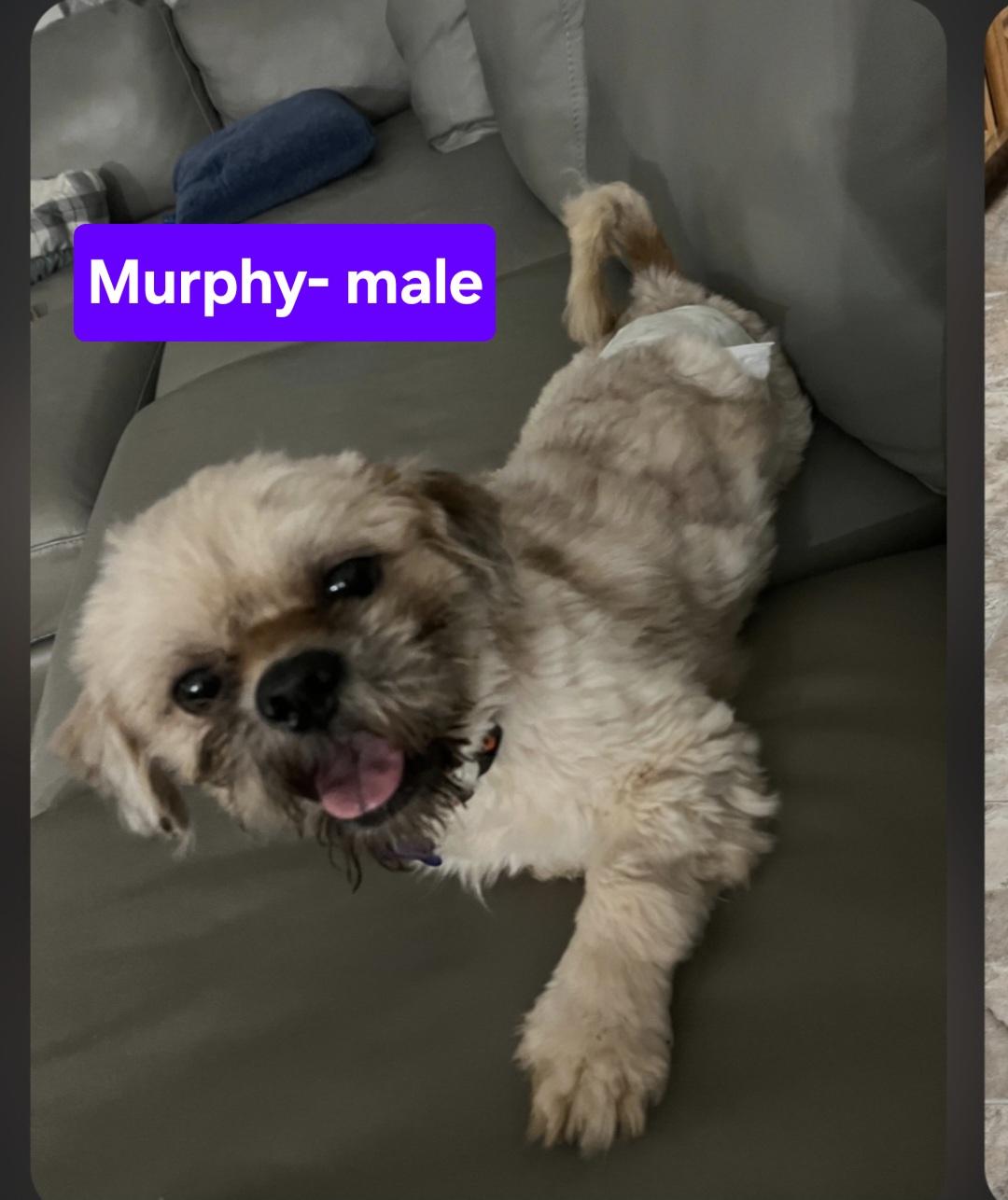 Enlarge Murphy, a ADOPTABLE mixed breed in Jamestown, ND image 1/4
