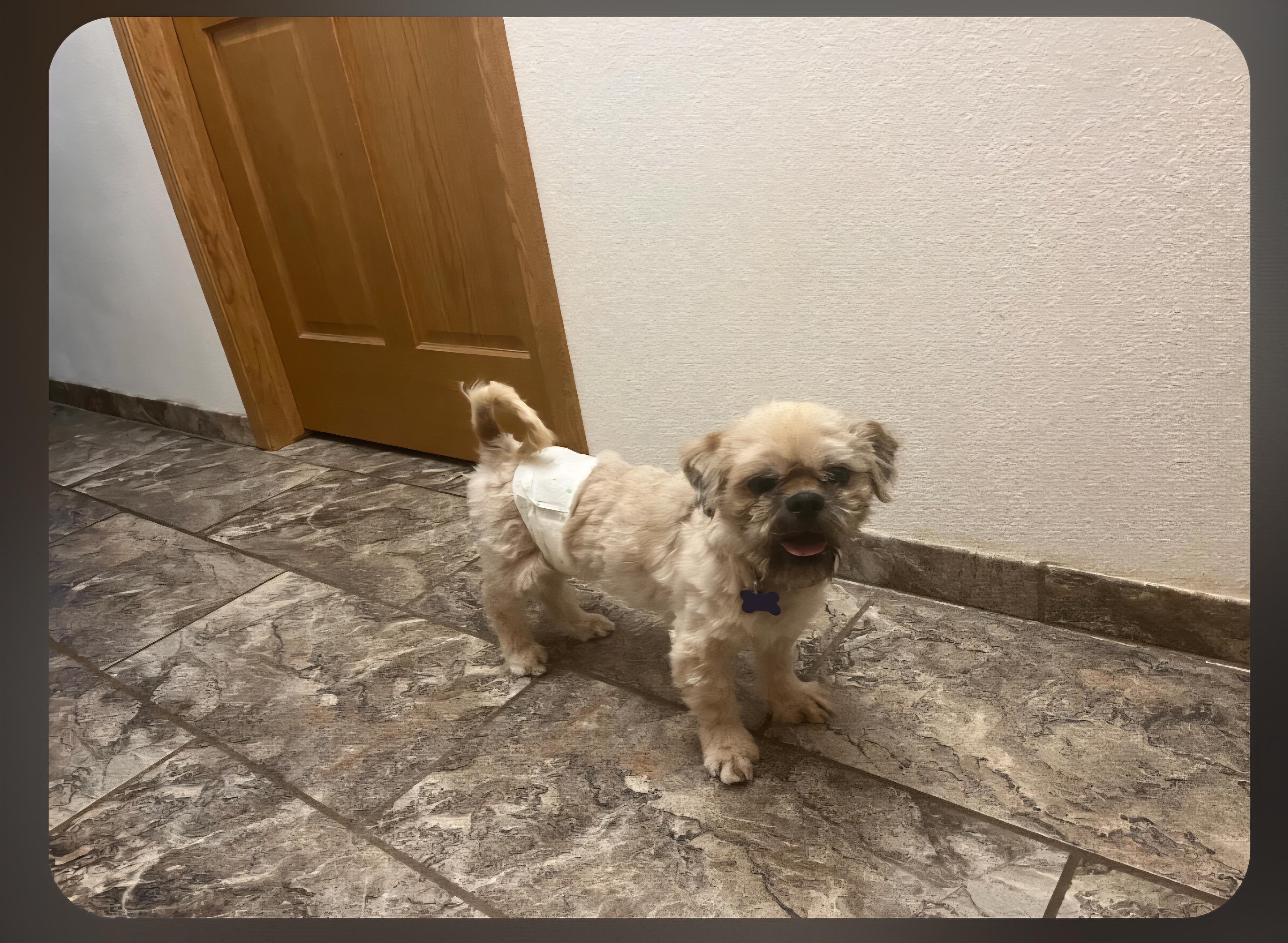 Enlarge Murphy, a ADOPTABLE mixed breed in Jamestown, ND image 3/4