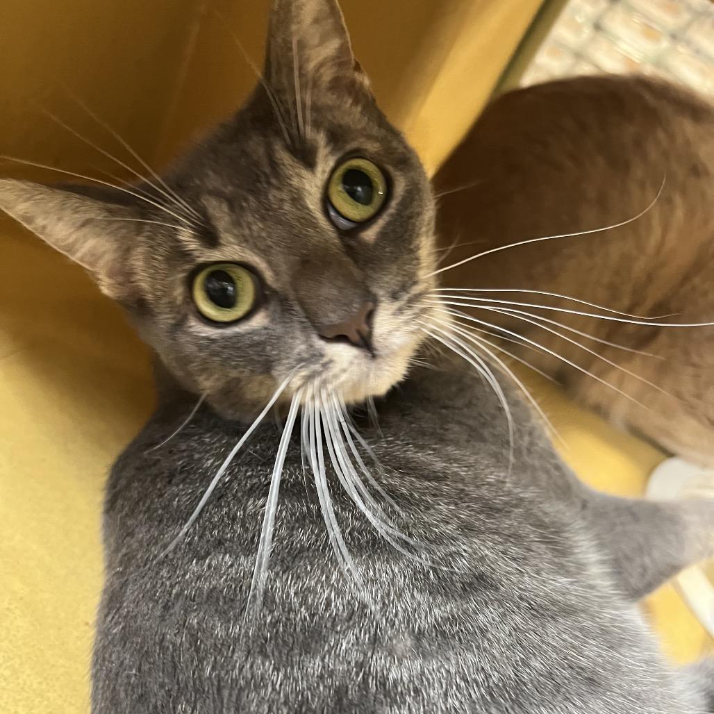 Rain, Adoptable, Adult Female American Shorthair.