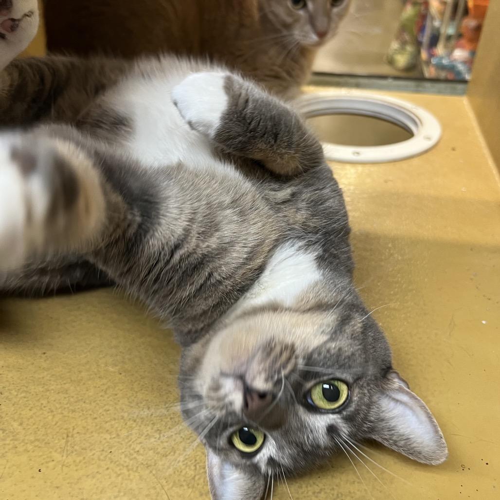 Rain, a Adoptable American Shorthair in Oceanside, NY image 2/3