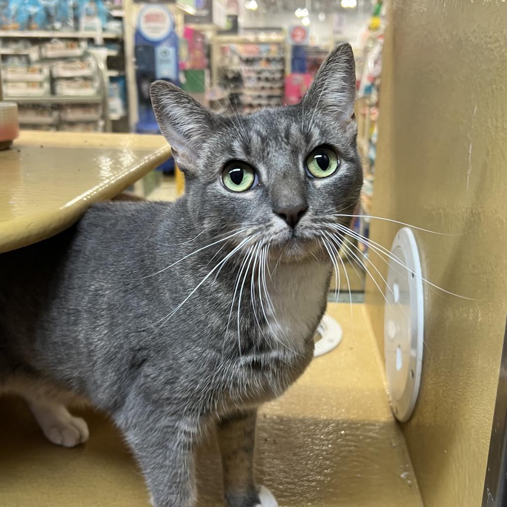 Rain, a Adoptable American Shorthair in Oceanside, NY image 3/3