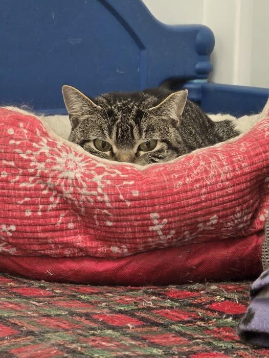 Enlarge Reecy (ReRe), a Adoptable Domestic Short Hair in Williamsport, PA image 2/2