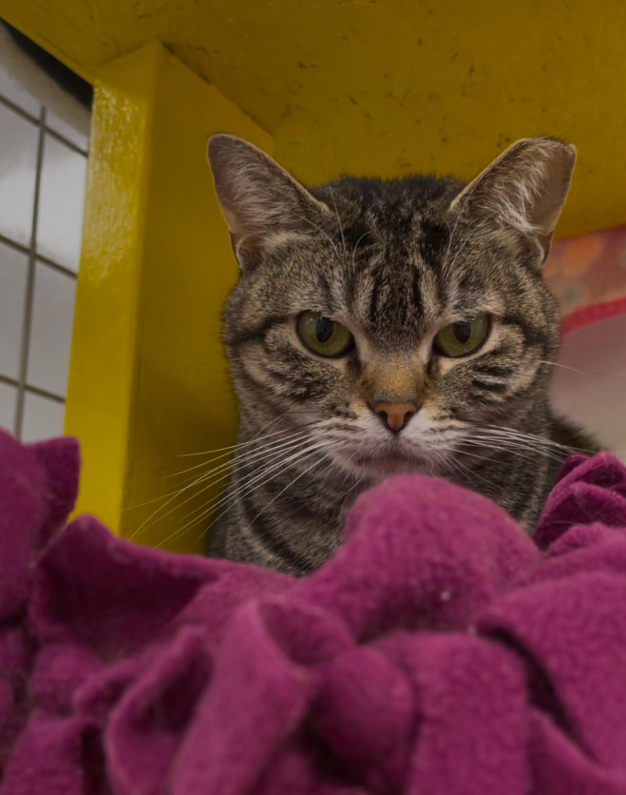 Enlarge Reecy (ReRe), a Adoptable Domestic Short Hair in Williamsport, PA image 1/1