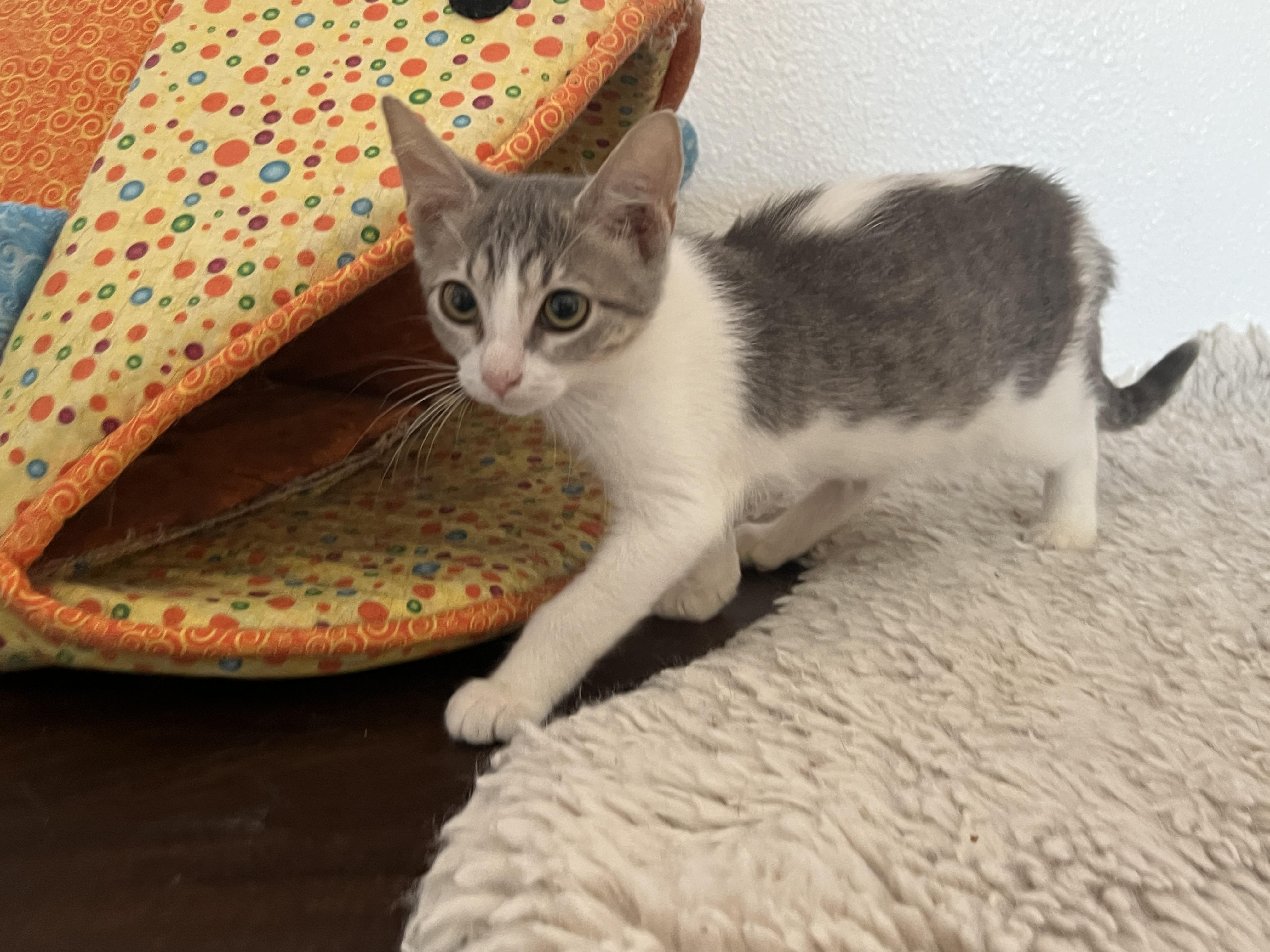 Muppet (Pre adopt-ready after spay), Baby Female unknown