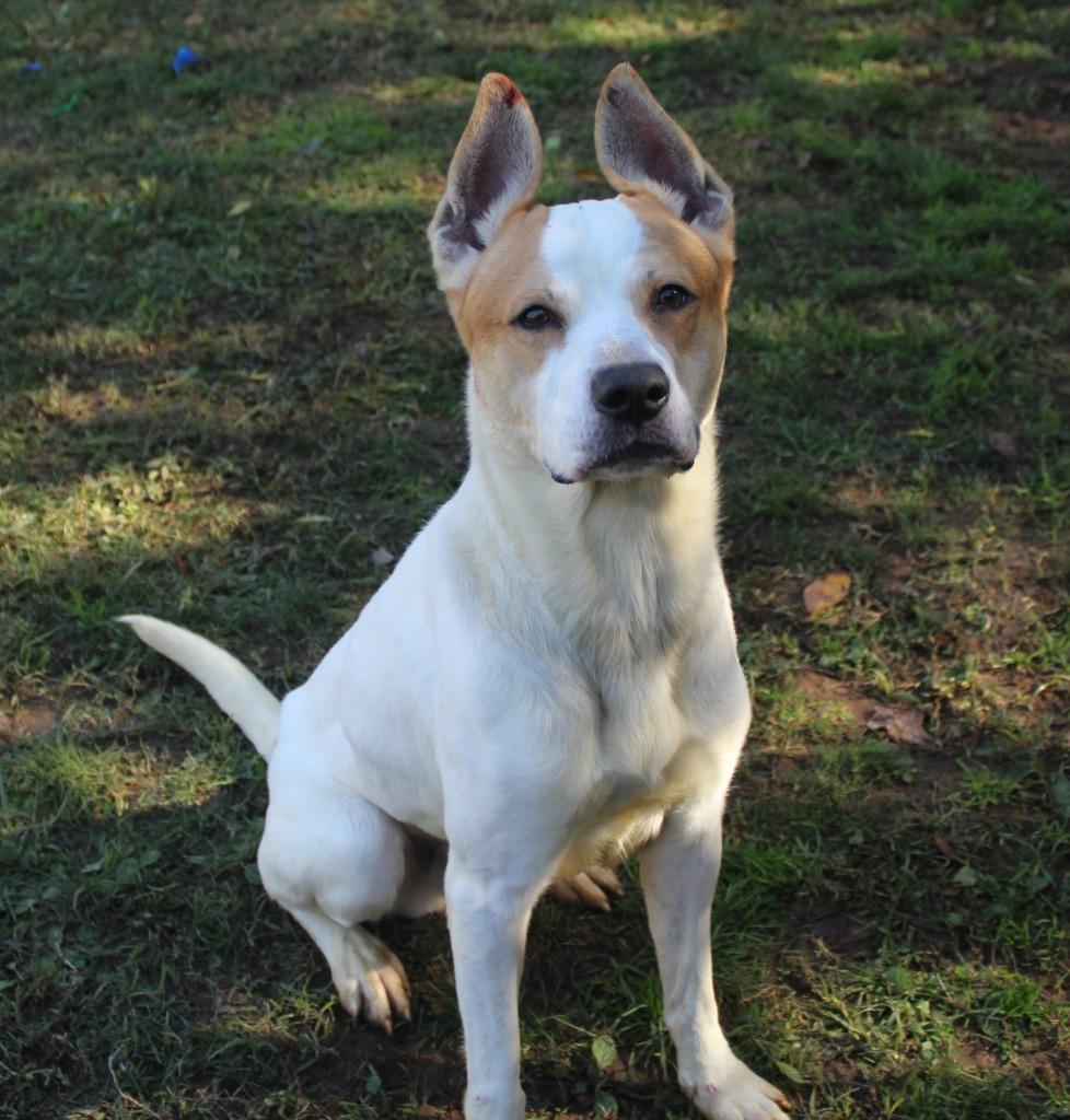 Stewie, Adoptable, Adult Male Mixed Breed.