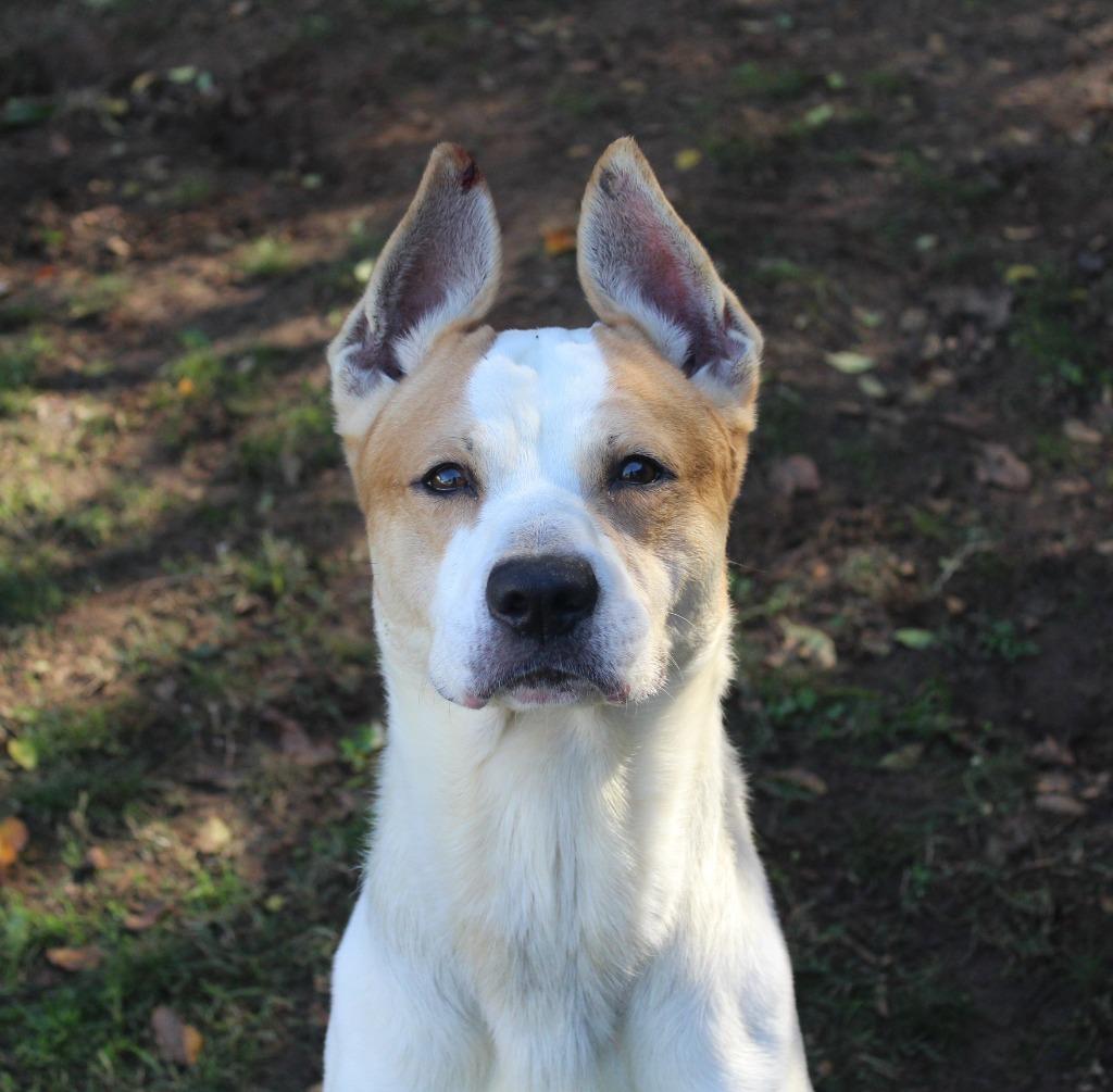 Enlarge Stewie, a Adoptable mixed breed in Benton, AR image 2/2