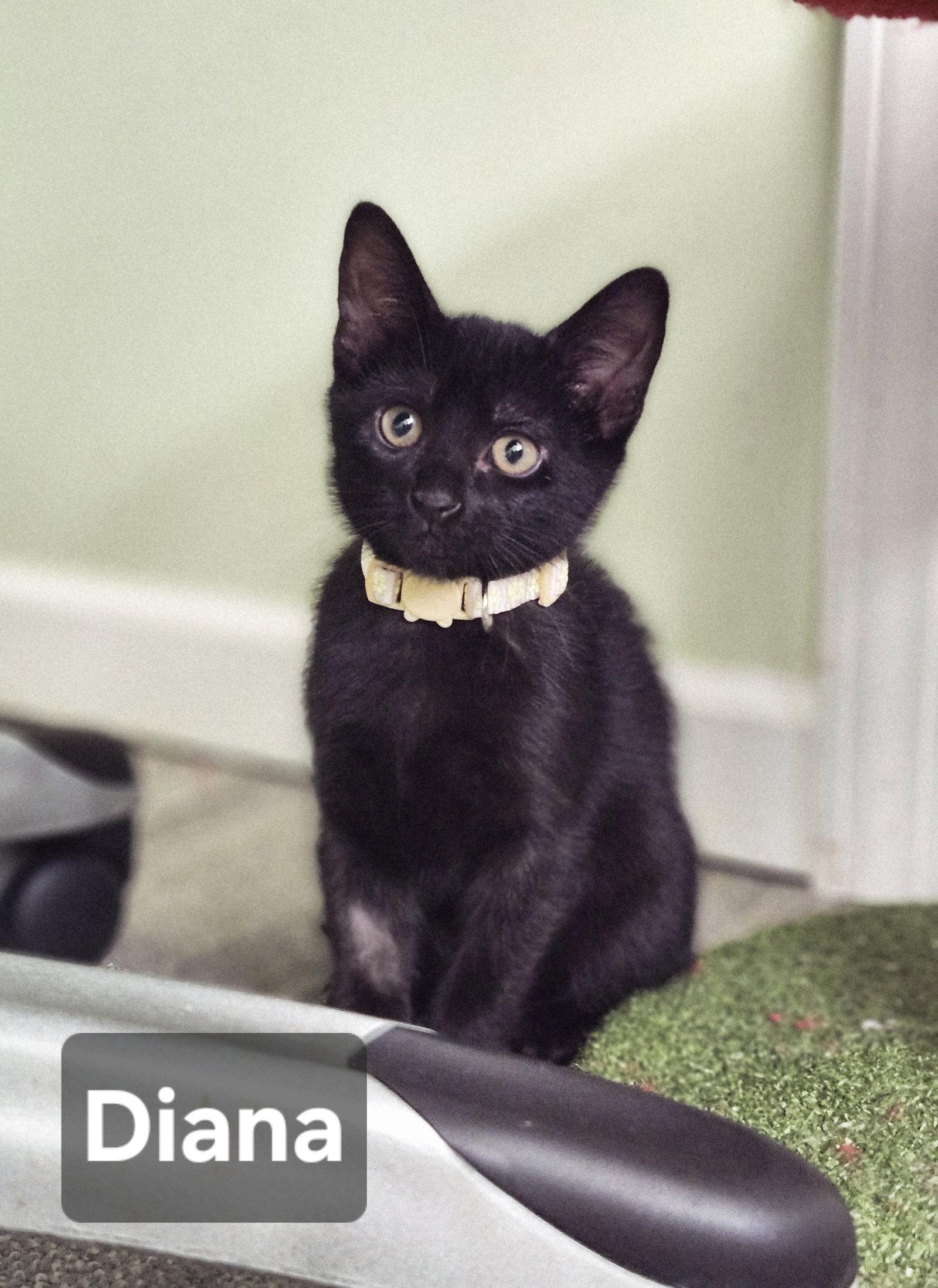 Diana, Adoptable, Kitten Female Domestic Short Hair.
