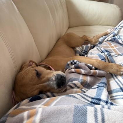 Nyla, a Adoptable mixed breed in Madison, WI image 1/2