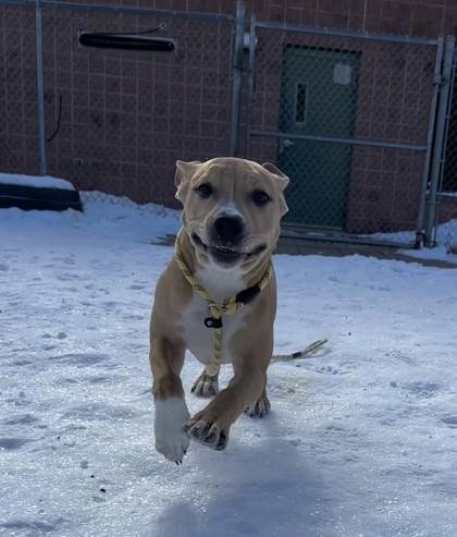 Nyla, a Adoptable mixed breed in Madison, WI image 2/2