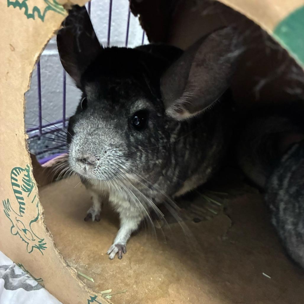 Bayleef, Adoptable, Young Female Chinchilla.