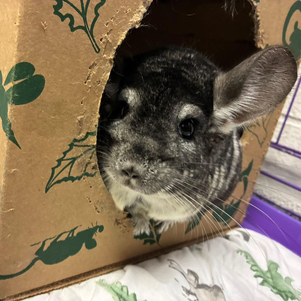 Enlarge Bayleef, a Adoptable Chinchilla in Dayton, OH image 2/3