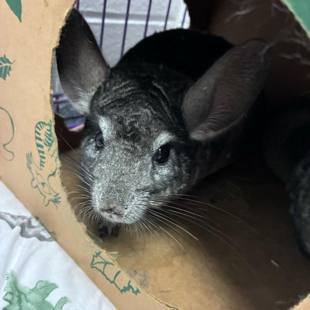 Enlarge Bayleef, a Adoptable Chinchilla in Dayton, OH image 3/3