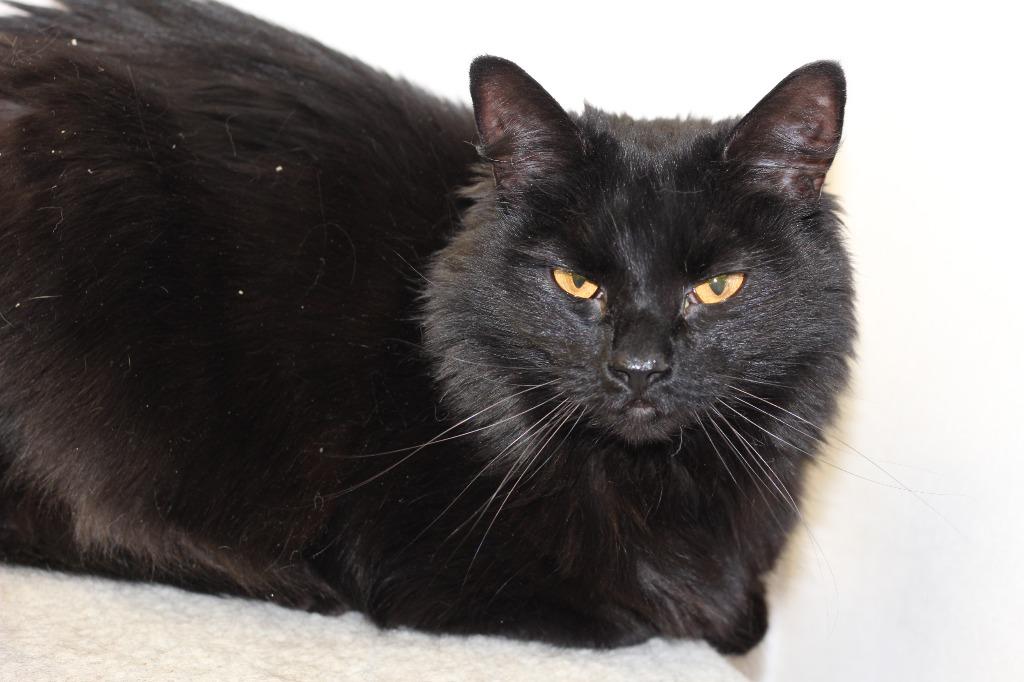 Weber, Adoptable, Adult Female Domestic Long Hair.