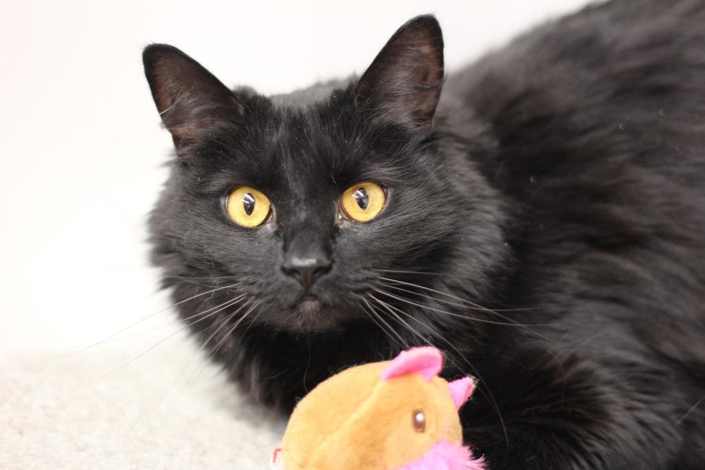 Enlarge Weber, a Adoptable mixed breed in Rockford, IL image 2/2