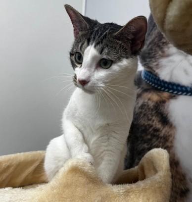 Enlarge Ghoul, a ADOPTABLE Domestic Short Hair in Hutchinson, MN image 6/6