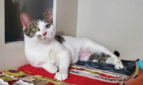 Enlarge Ghoul, a ADOPTABLE Domestic Short Hair in Hutchinson, MN image 3/6