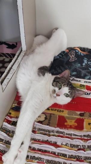 Enlarge Ghoul, a ADOPTABLE Domestic Short Hair in Hutchinson, MN image 5/6