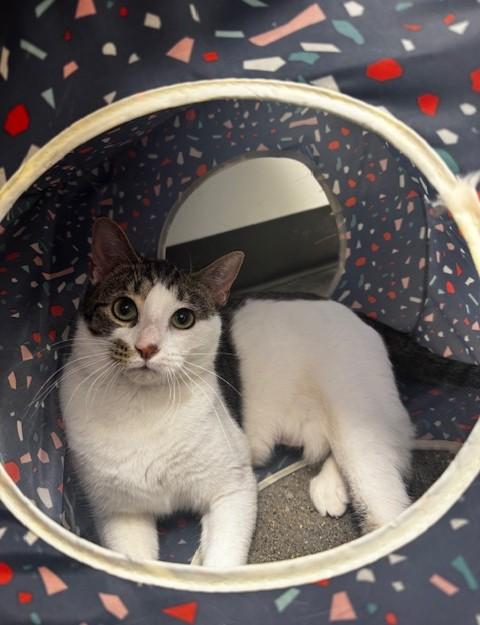 Enlarge Ghoul, a ADOPTABLE Domestic Short Hair in Hutchinson, MN image 2/6