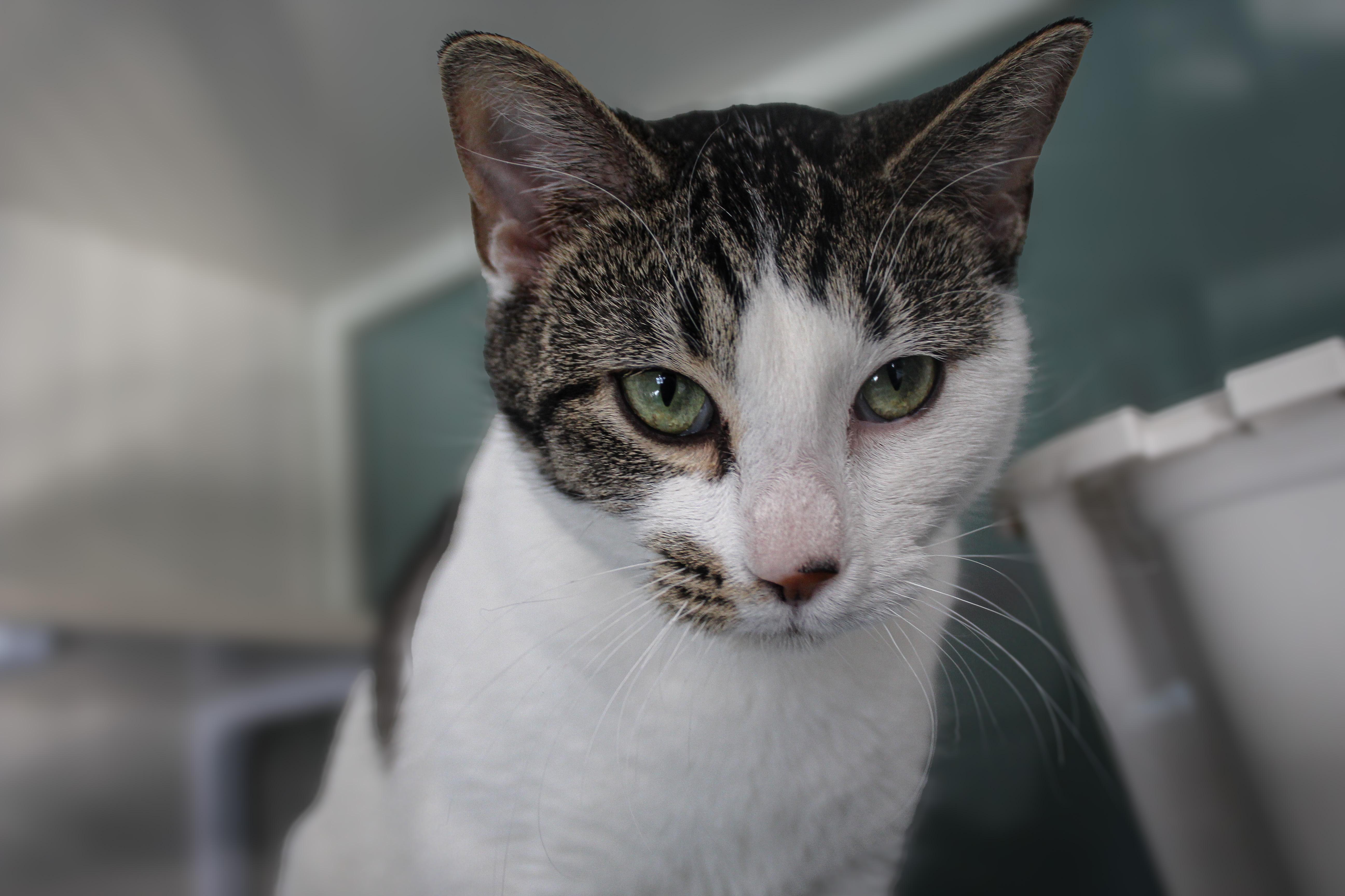 Ghoul, ADOPTABLE, Adult Female Domestic Short Hair.