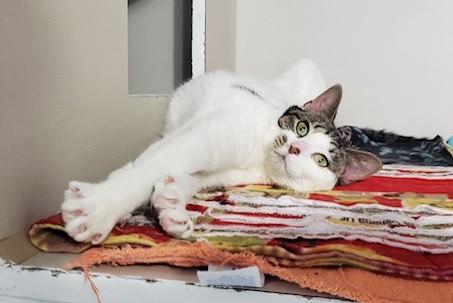 Enlarge Ghoul, a ADOPTABLE Domestic Short Hair in Hutchinson, MN image 4/6