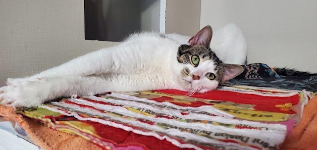 Enlarge Ghoul, a ADOPTABLE Domestic Short Hair in Hutchinson, MN image 6/6