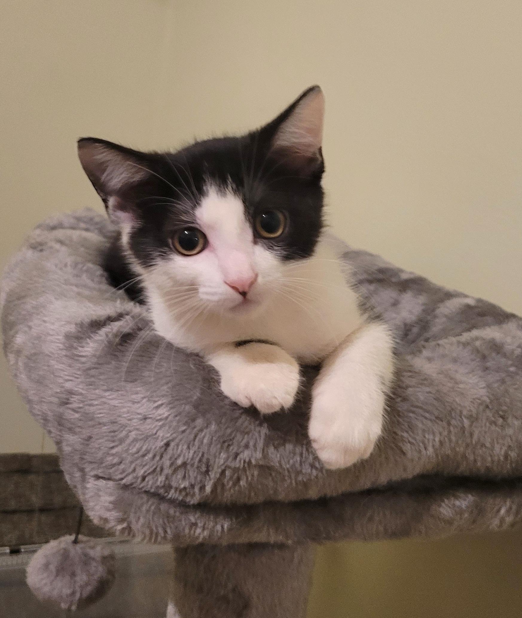 Tiny Tim aka Tom, Adoptable, Kitten Male Domestic Short Hair.