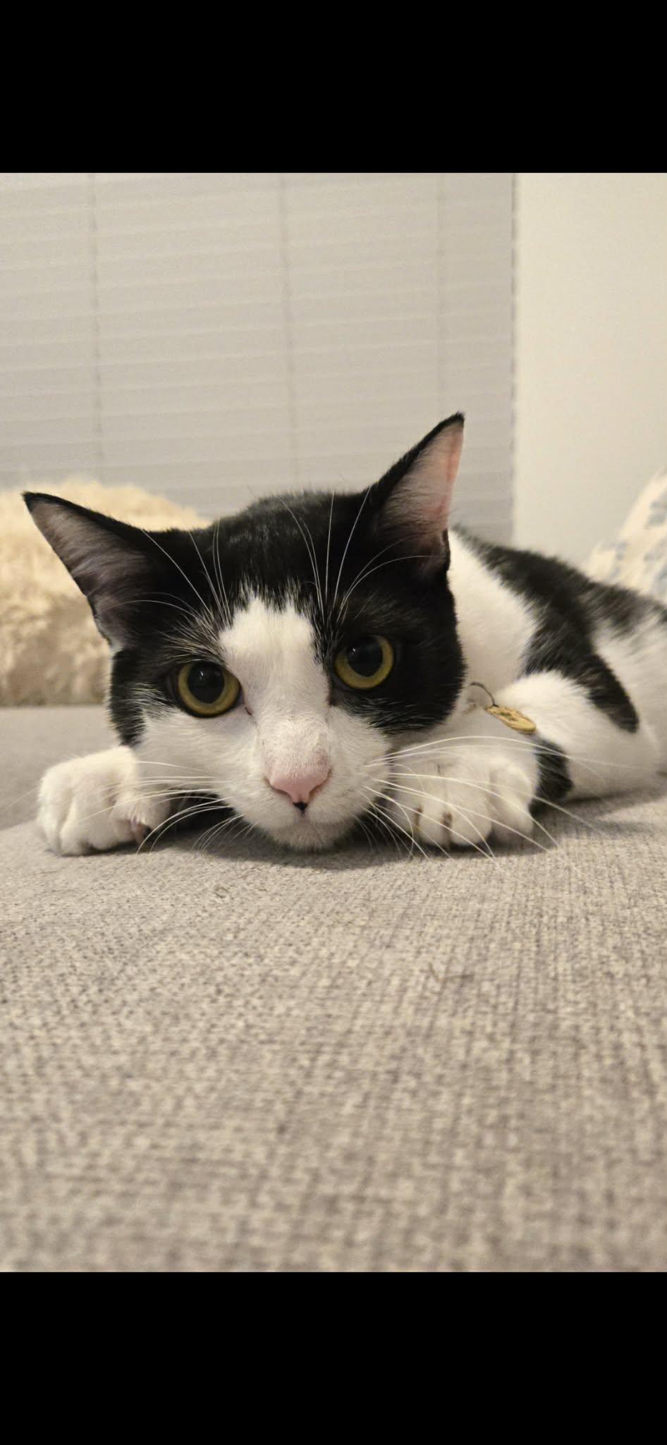 Tiny Tim, an adoptable Domestic Short Hair in Vancouver, BC image 2/6