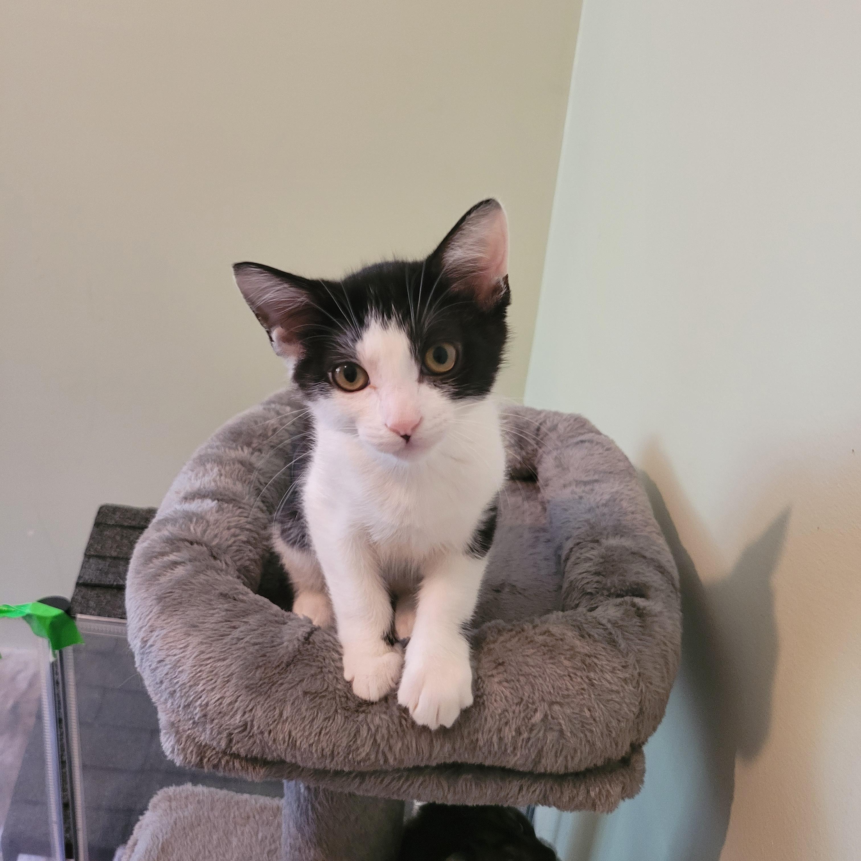 Tiny Tim aka Tom, a Adoptable Domestic Short Hair in Vancouver, BC image 2/4