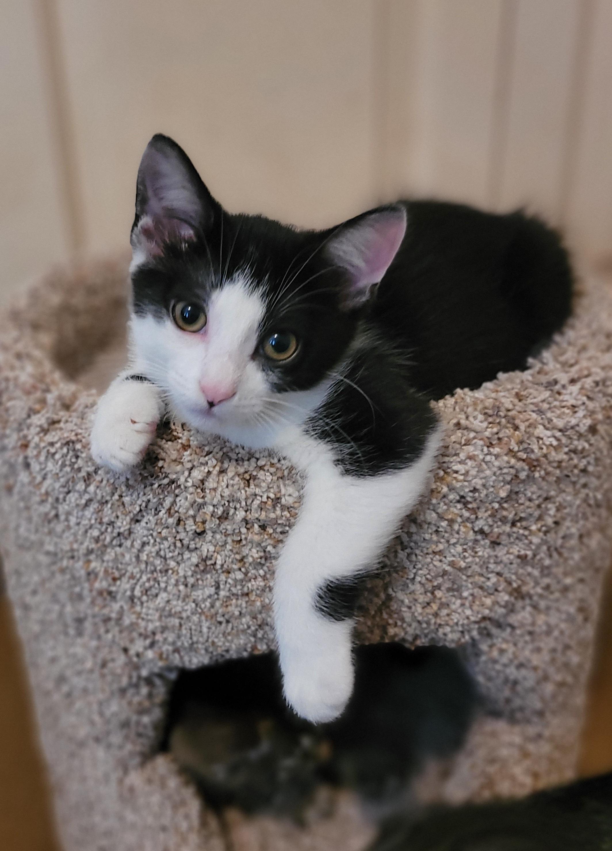 Tiny Tim aka Tom, a Adoptable Domestic Short Hair in Vancouver, BC image 3/4