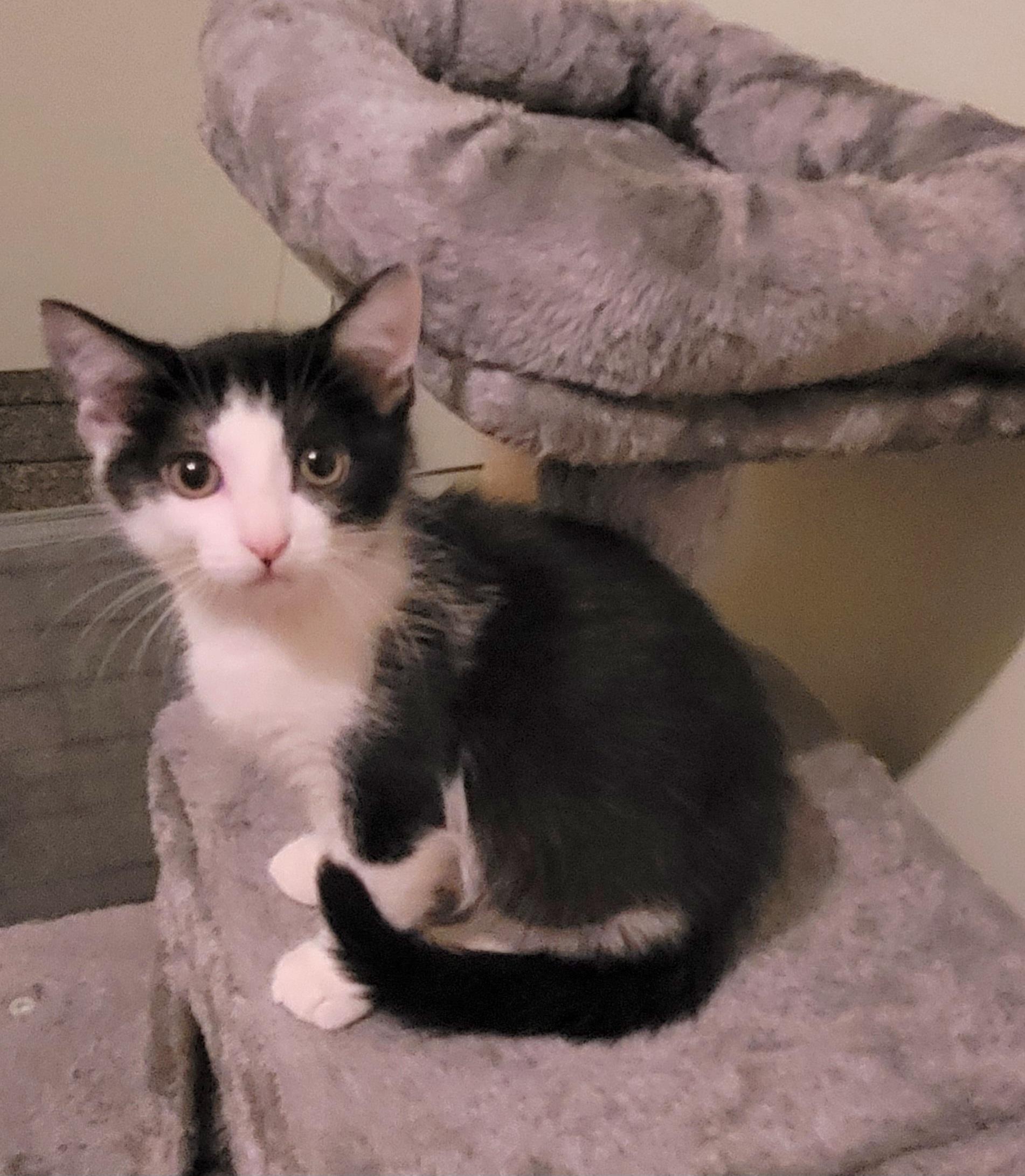 Tiny Tim aka Tom, a Adoptable Domestic Short Hair in Vancouver, BC image 4/4