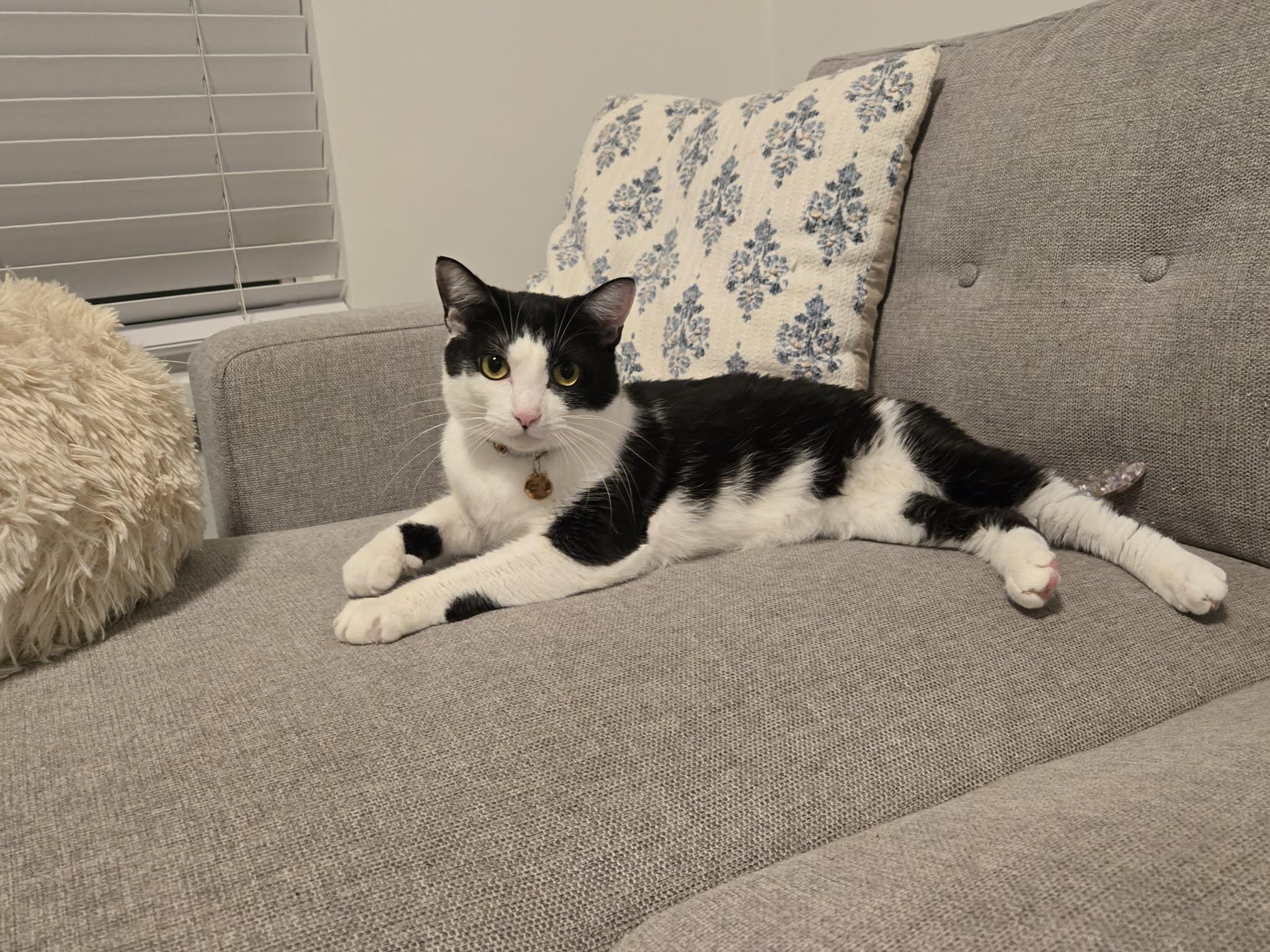 Tiny Tim, adoptable, Young Male Domestic Short Hair.