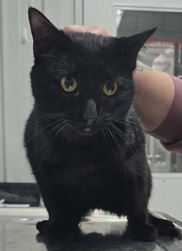 Enlarge Katsu, a Adoptable mixed breed in Hillsdale, IN image 1/1