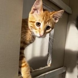 Enlarge Natsu, a ADOPTABLE Domestic Medium Hair in Hutchinson, MN image 5/6