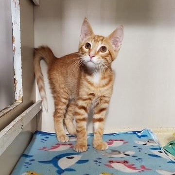 Natsu, ADOPTABLE, Kitten Male Domestic Medium Hair.
