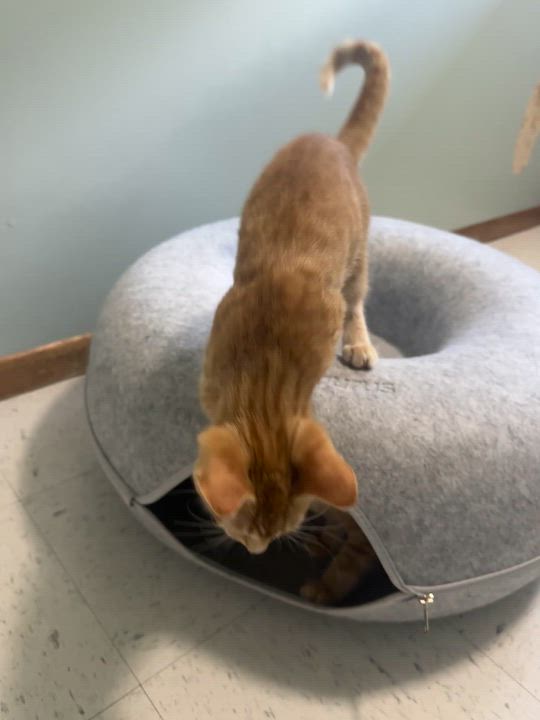 Enlarge Natsu, a ADOPTABLE Domestic Medium Hair in Hutchinson, MN video 6/6