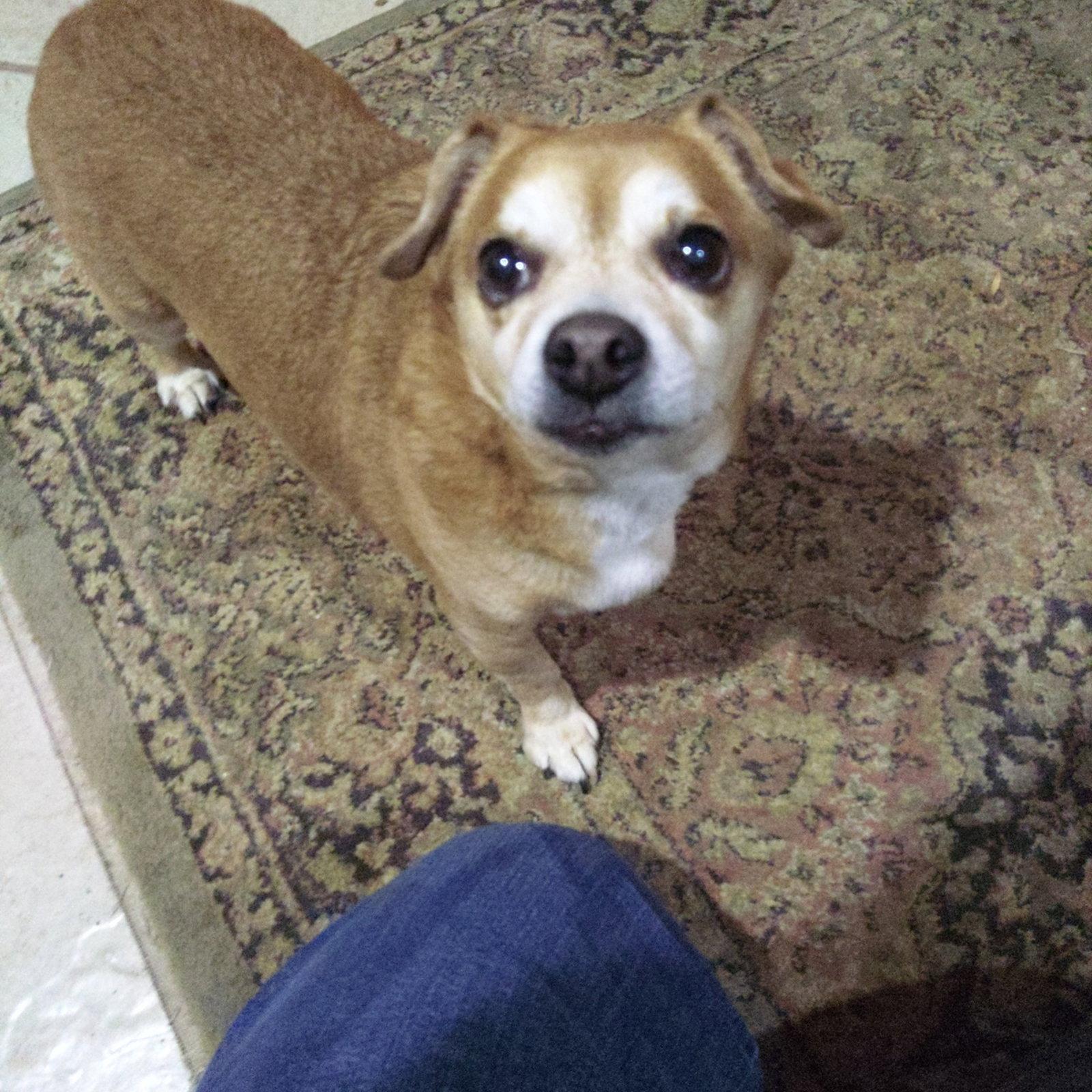 Sammy, Adoptable, Senior Male Chihuahua & Dachshund.