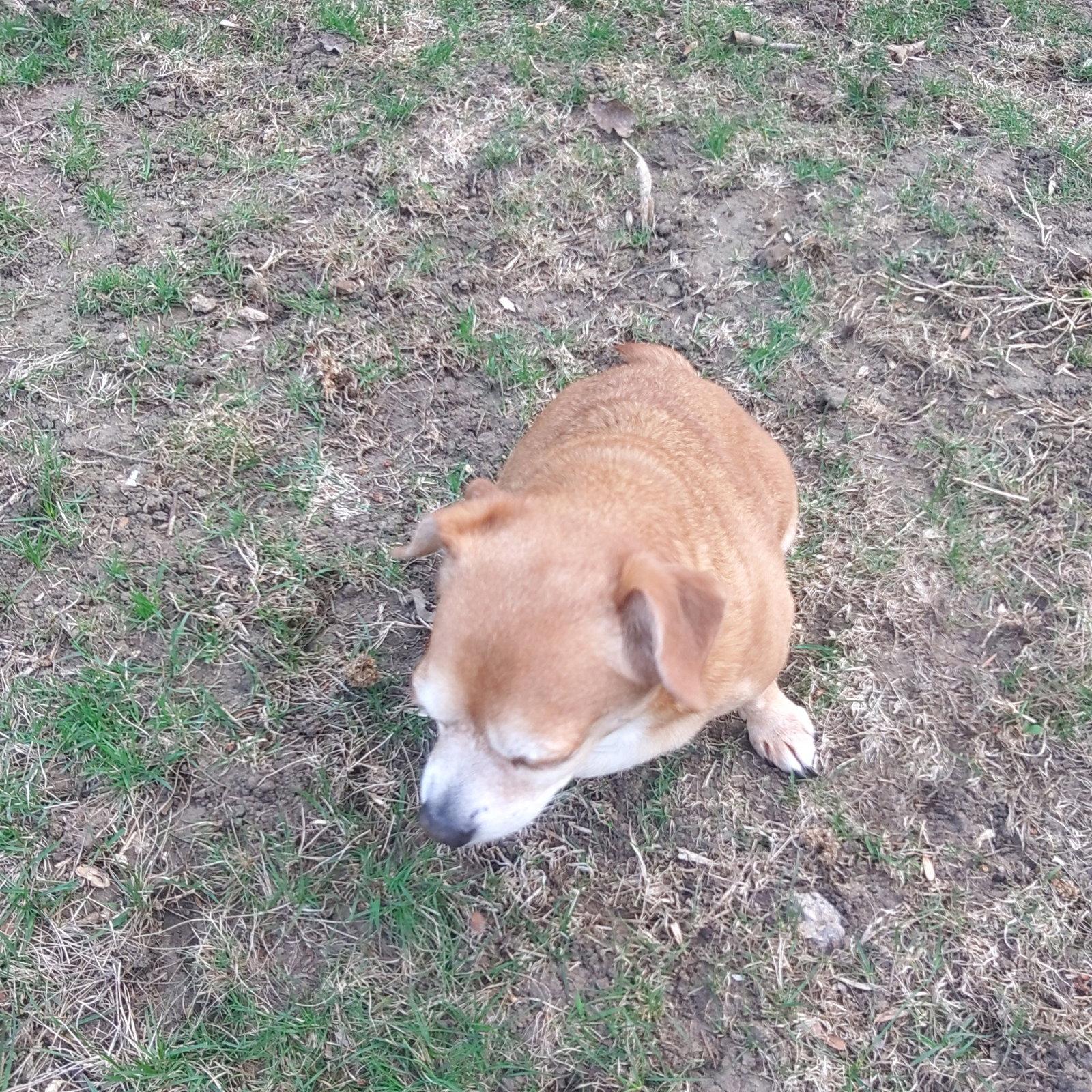 Enlarge Sammy, a Adoptable mixed breed in Sioux Falls, SD image 2/3