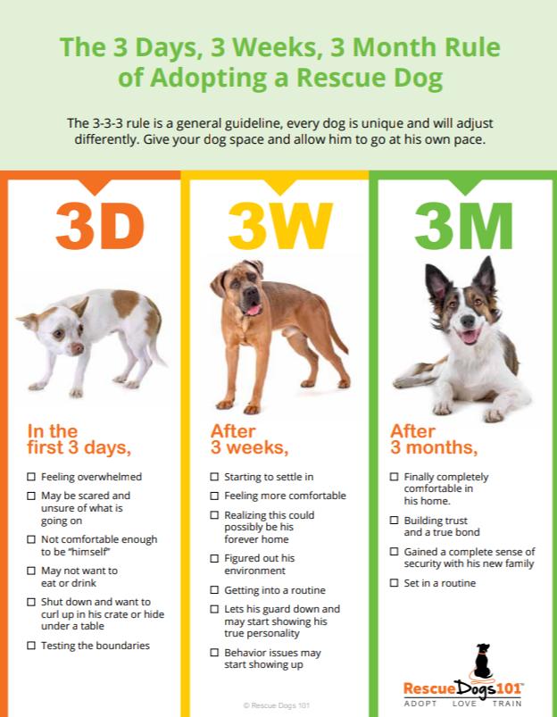 Enlarge Sammy, a Adoptable mixed breed in Sioux Falls, SD image 3/3