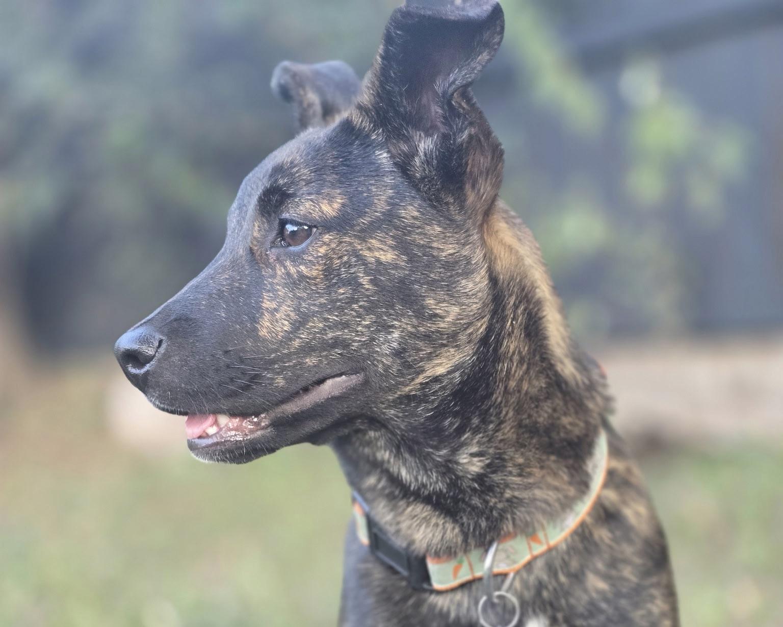 Eliza, a Adoptable mixed breed in San Antonio, TX image 3/5