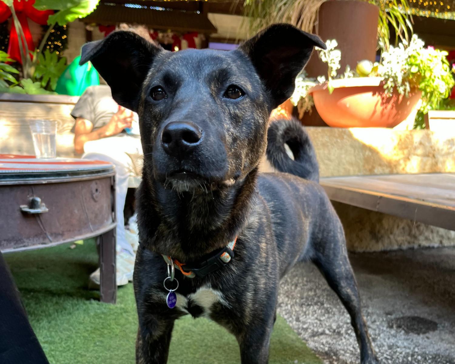 Enlarge Eliza, a Adoptable mixed breed in San Antonio, TX image 3/6